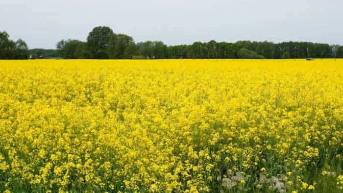 SEA seeks government intervention as mustard seeds prices rule below msp