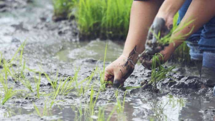 Niti Aayog member Ramesh Chand stresses on better management of water in agriculture sector