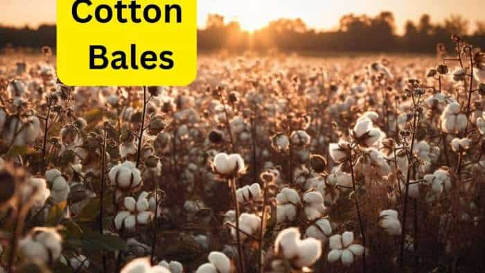 CCI procures 32-81 lakh bales cotton at MSP so far in 2023-24 season