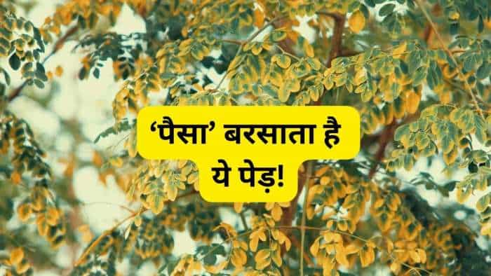 Sahjan ki Kheti farmers to earn in lakh by cultivation of moringa drumstick sahjan farming know all details