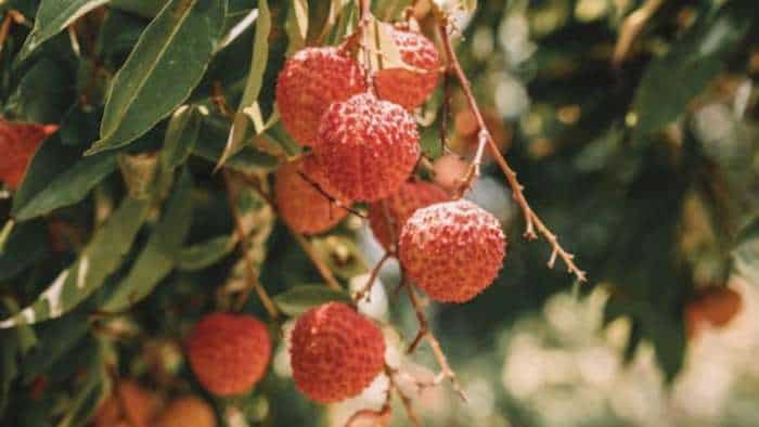 Litchi farmer to do these 9 task for more litchi production know details