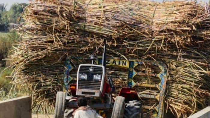 Sugarcane Cultivation farmer to know sugarcane farming techniques to get more production and income know details