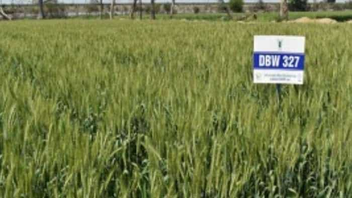 DBW 327 Karan Shivani wheat variety sets new yield records in Punjab and Haryana