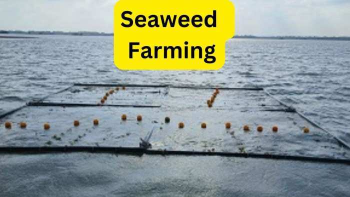 seaweed farming beneficial for fisherman know all details