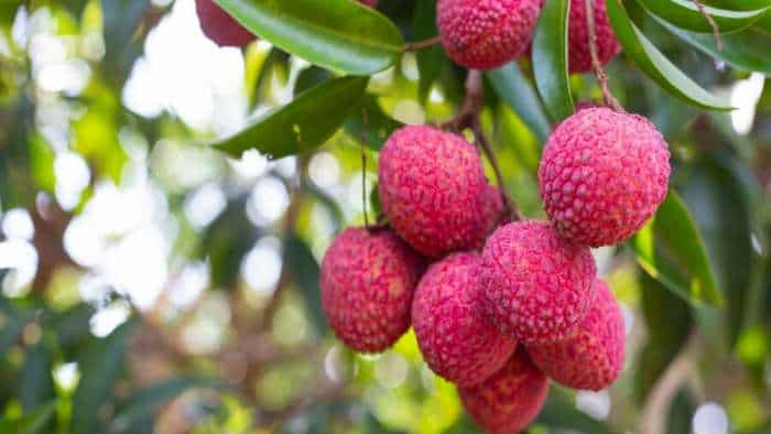 Shahi litchi bihar shahi litchi sale starts from 15 May 2024 also buy online