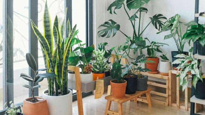 top 5 indoor plants to cool down room temperature Baby Rubber Plant lemon grass Snake Plant Aloe vera Golden Pothos