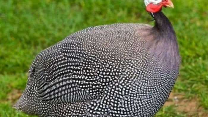 Guinea Fowl Farming business idea less investment and high income