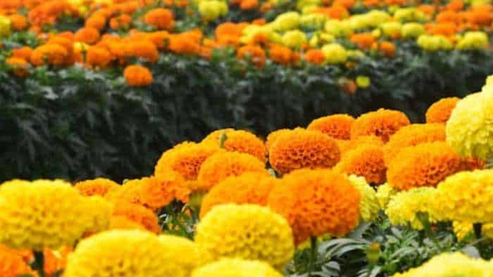 sarkari yojana marigold farming bihar govt providing 70 percent subsidy to farmers know details