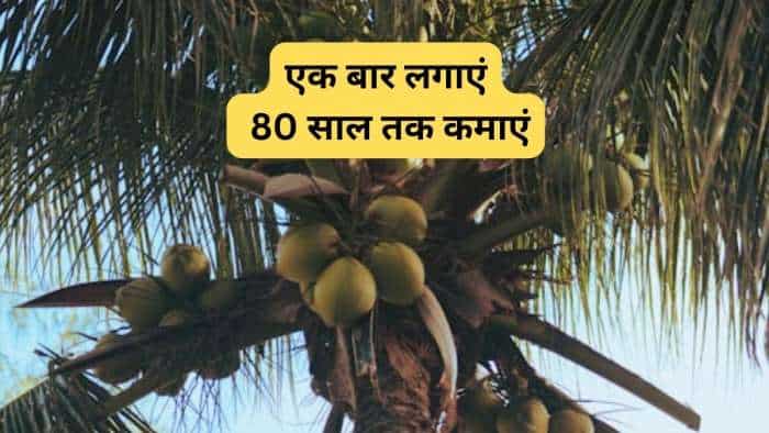Coconut Farming bihar govt giving 75 percent subsidy on oconut Cultivation know all details Nariyal ki kheti