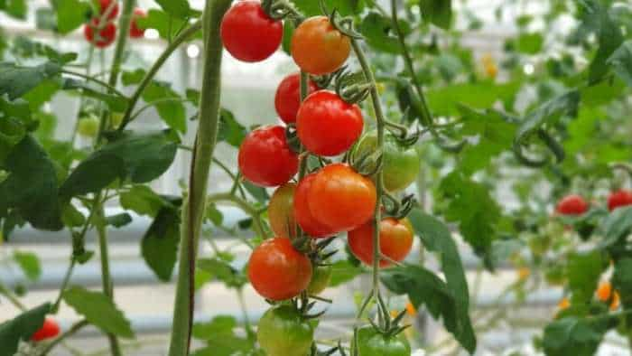 tomato new variety developed for the extreme hot weather conditions in may-june know it special features