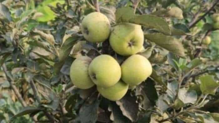 hariman 99 apple farming tips farmers earn more with this variety apple know details