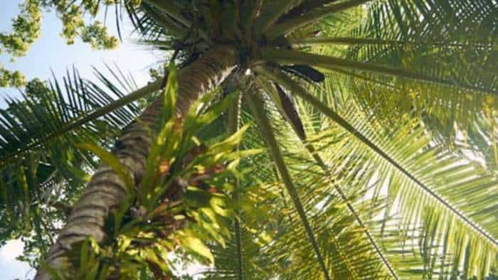 subsidy news bihar government giving subsidy on coconut sapling apply this online website