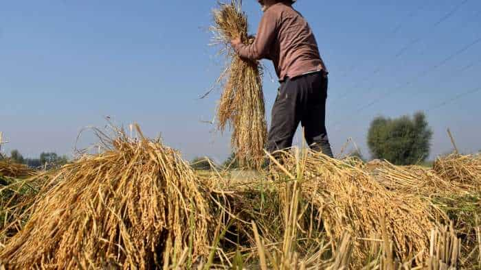 MSP Hike PM Narendra modi Cabinet approves MSP hike on 14 Kharif season crops including Paddy Ragi Bajra Jowar Maize Cotton