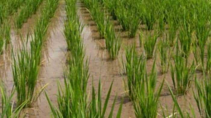 Himachal govt sets target of 9-70 lakh tonnes of production for Kharif crop