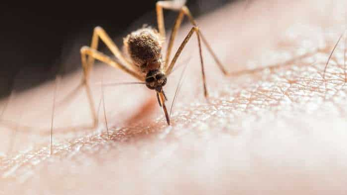 Zika cases in Maharashtra Government asks states to maintain vigil focus on screening pregnant women what is zika virus know symptoms prevention treatments