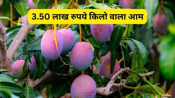 up farmers Shararanpur japnese miyazaki mango cost rs 3-50 lakh per kg guarded by cctv