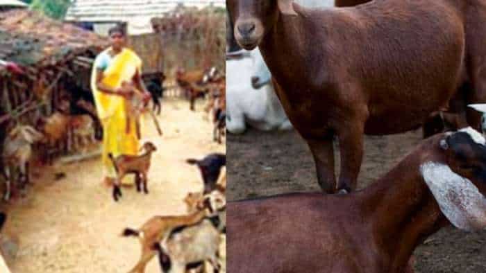 success story women farmers earns rs 50000 from goat farming business idea know all details