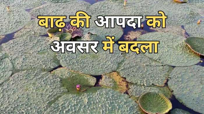 Success Story bihar farmers earn in lakhs by makahna and Water Chestnuts farming in flood area know all details