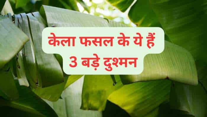 banana farming caring tips protect the plants from these 3 diseases get bumper production know all details