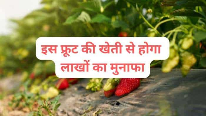 sarkari yojana bihar govt giving 40 percent or rs 3-36 lakh Subsidy to farmers on Strawberry Farming know all details