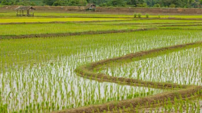 Kharif dhaan Government aims to bring 25 percent of Kharif paddy area under climate-friendly seeds