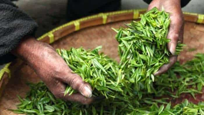 big news for tea lovers TRA launches kit to detect unapproved pesticides in tea leaves