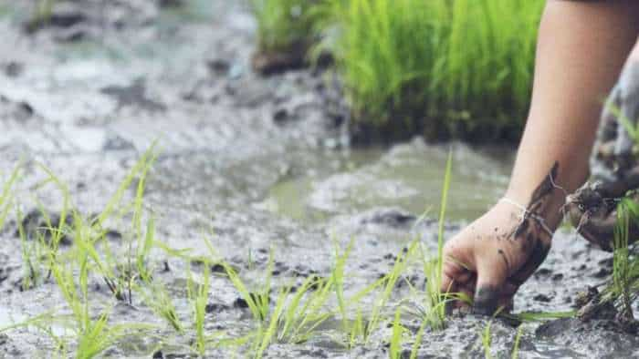 Kharif crop sowing crosses 704 lakh hectare 166-06 lakh ha under paddy cultivation reported