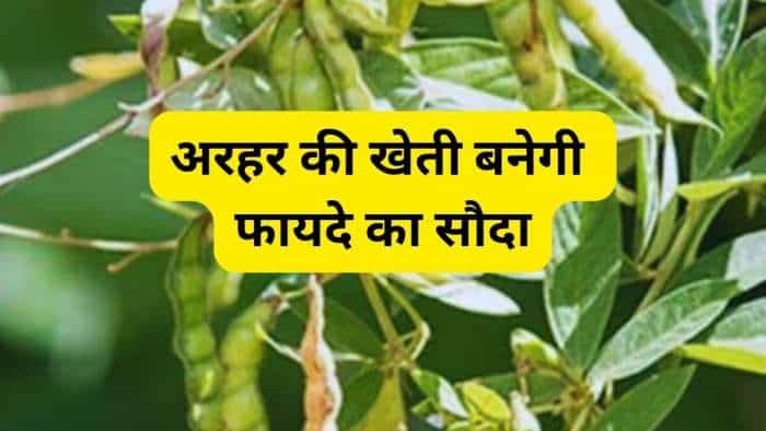 sarkari yojana bihar govt giving 80 percent subsidy on pigeon pea seeds arhar ki kheti apply online check details