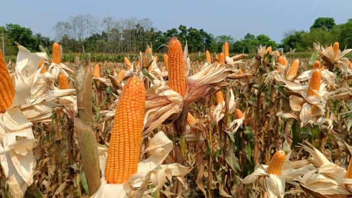 Success Story andhra farmer start maize cultivation earn rs 1 lakh per season Just investment of rs 30000 know details