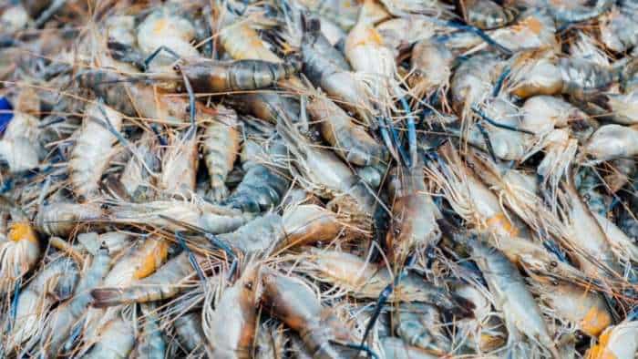 budget 2024 business idea earn more income from shrimp farming govt cut duty on shrimp and fish feed 