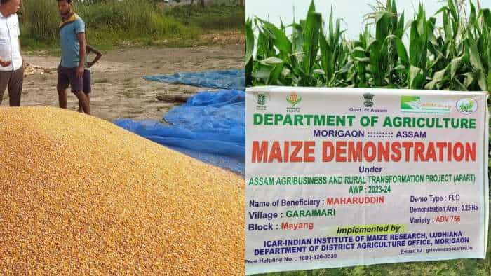 IIMRS campaign proved successful in Assam Paddy cultivation decreases area of ​​maize increases