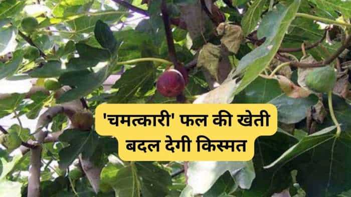 Anjeer Ki Kheti bihar govt giving rs 50000 to farmers on fig farming know details