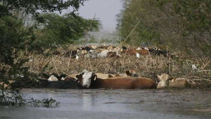 bihar govt provide compensation on death of domestic animals due to natural calamities know all details