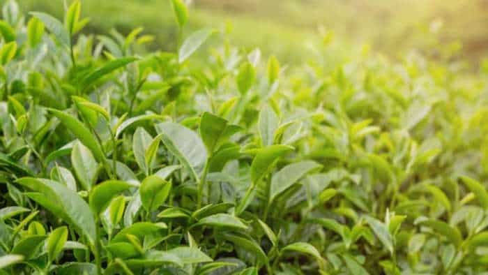 Tea Board officials inspect several gardens in Bengal to check quality