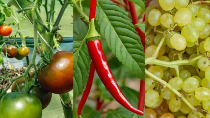 Crop Protection Syngeta India introduces 2 crop fungicides for rice tomato chili groundnut grapes paddy