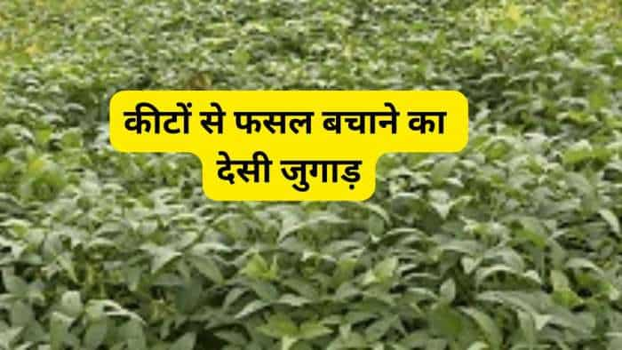 save crops from pests apply this mechanical method get bumper profit in less cost