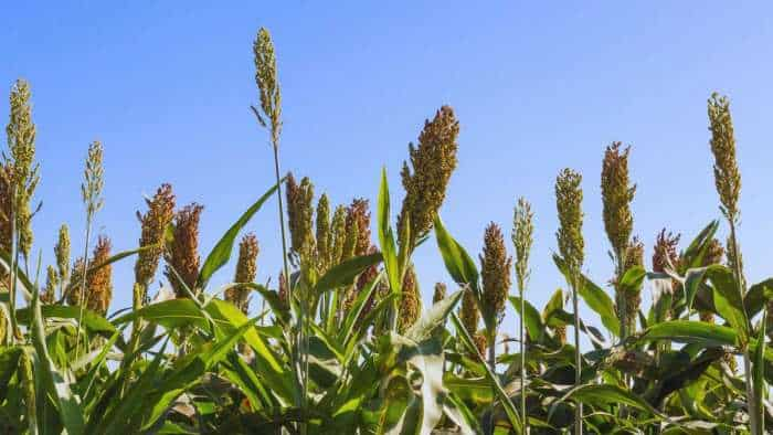 Farmers to be cautious to protect millet bajra crop from pests and diseases know details