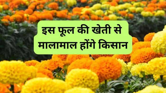 sarkari yojana bihar govt giving rs 28000 to farmers for marigold flower cultivation gedna phool ki kheti know all details