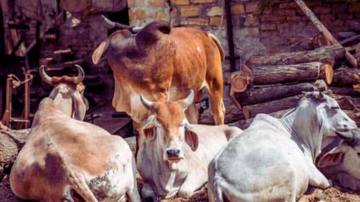 Govt plans FMD-free zones in eight states to enhance animal product exports