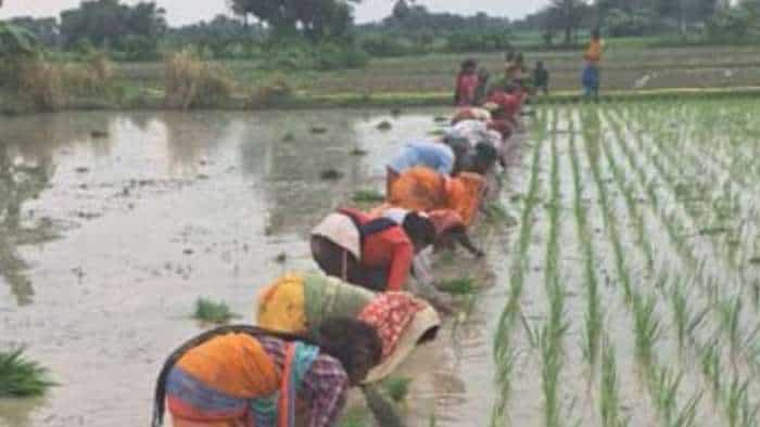 Kharif sowing of Paddy Pulses Shree Anna Oilseed Sugarcane crosses normal area Kharif crop sowing exceeds 1087 lakh hectares