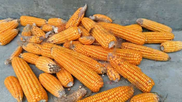 India increasing the cultivation of maize for maize cultivation increasing in india for ethanol know maize varieties and its specialties