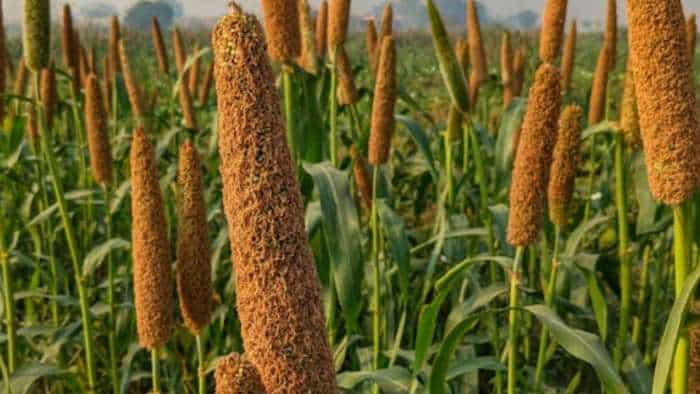 up govt to starts shree anna millets procurement from 1 October 2024 farmers registration starts