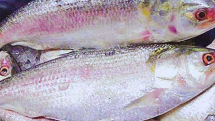 Bangladesh reverses hilsa export ban, approves 3000 tonne shipment to India ahead of Durga Puja