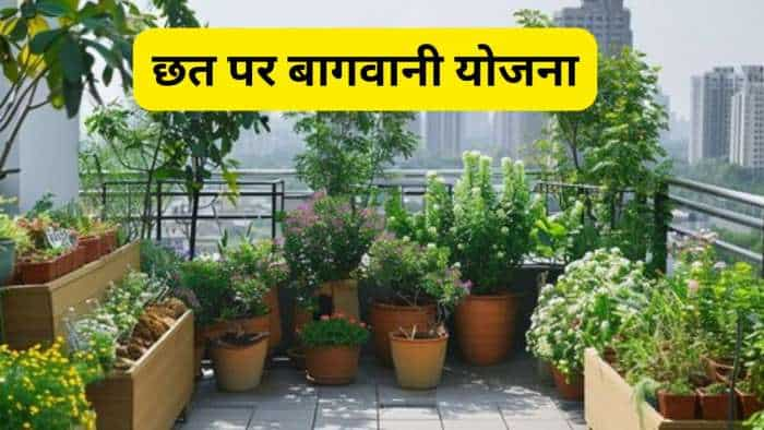 Chhat Par Bagwani Yojana bihar govt giving 75 percent subsidy on terrace gardening know all details