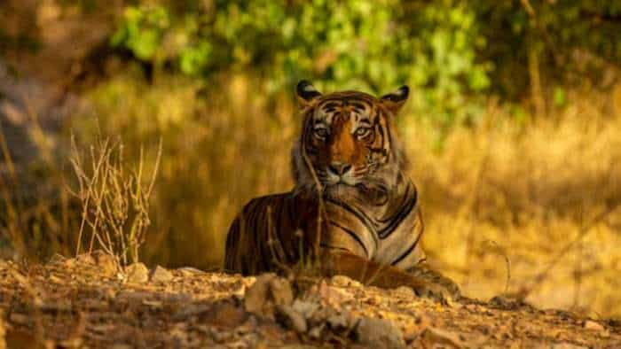 Cabinet gives nod to rs 2603 crore Wildlife Habitats Development scheme