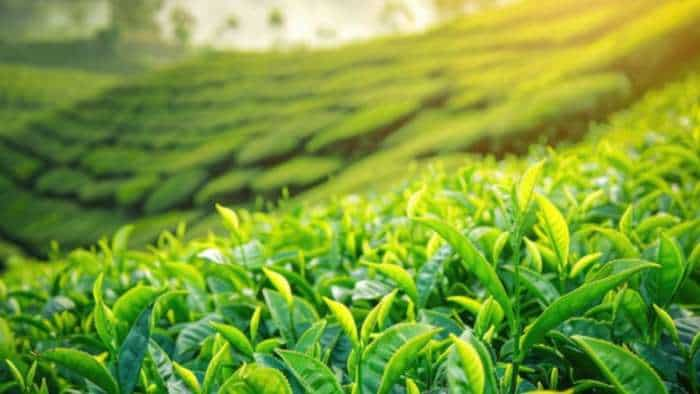 tea garden workers in north bengal to get 16 percent bonus check details