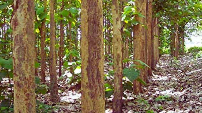 state governments to give relaxation in cutting of teak grown on private land to increase farmers income