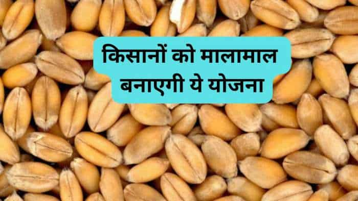 rabi season 2024-25 bihar govtto buy wheat seeds from farmers on 25-30 percent higher msp check details