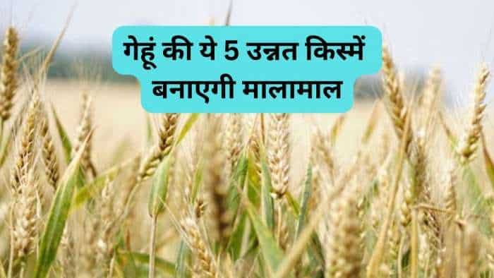 rabi season 2024 farmers to cultivate these Wheat variety for higher production