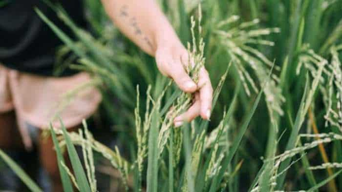 Save the paddy crop from stem borer bunki and blight agricultural scientists gave this advice to farmers